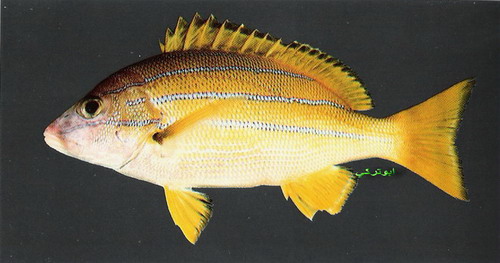  صور بعض انواع السمك في البحر الاحمر والخليج Mk16363_1053