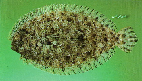  صور بعض انواع السمك في البحر الاحمر والخليج Mk16363_1087