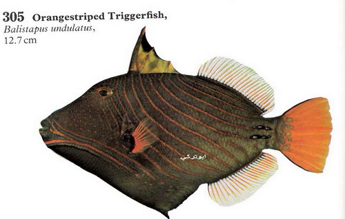  صور بعض انواع السمك في البحر الاحمر والخليج Mk16363_1203