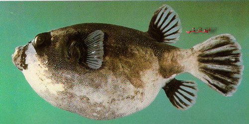  صور بعض انواع السمك في البحر الاحمر والخليج Mk16363_1212