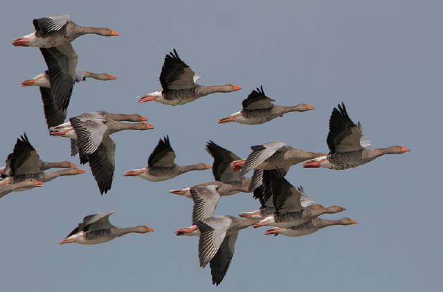 الإوز البري الرمـــادي Mk18662_greylag%20geese%20in%20formnation-%202006