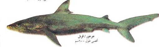 اكبرألبوم صور لأسماك البحر الاحمر اكثر من 60 نوع من الاسماك Mk40085_tutr