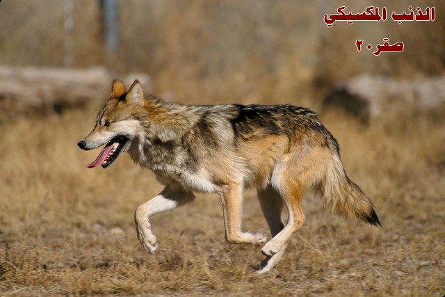 صور ذئاب<<<<<< Mk18662_mwolf20