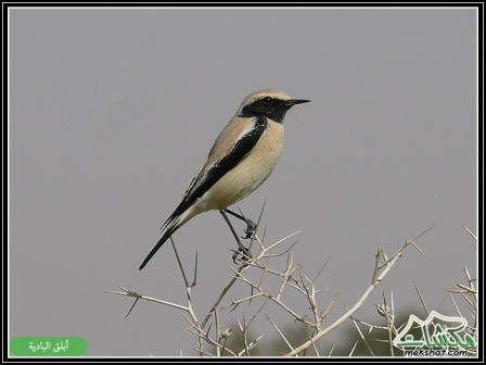 لعشاق الطيور:ألبوم مميز لطيور تعرفونها و أخرى لا  Mk42658_desert%20weatear