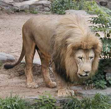 صور حيوانات الزينة Mk5247_zoo-lion11