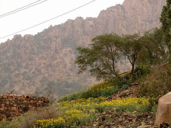 مدينة الورد .. باريس الشرق Mk14779_777