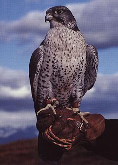 الصقور      Mk18662_gyrfalcon%20x%20peregrine%20falcon