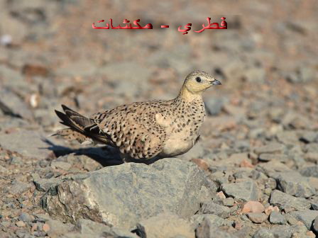 حصرى:: من أغرب المعلومات عن الطيور. ج2 Mk42658_107