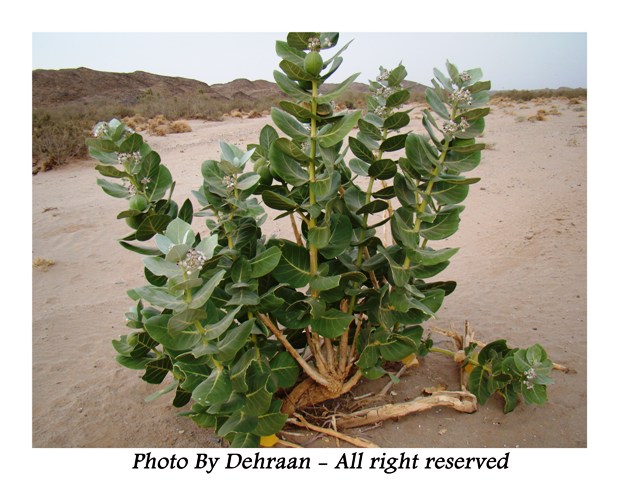    ( Calotropis Procera ) .. ! Mk17809_alasharr%20%281%29