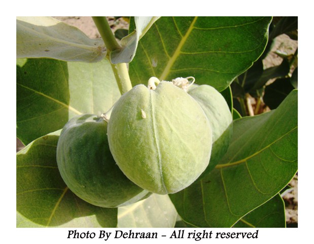    ( Calotropis Procera ) .. ! Mk17809_alasharr%20%287%29