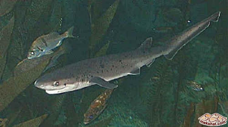 أنواع اسماك القرش Mk77615_sevengilledshark