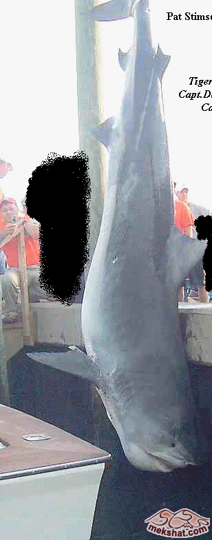 أنواع اسماك القرش Mk77615_shark_htm_txt_picture_596