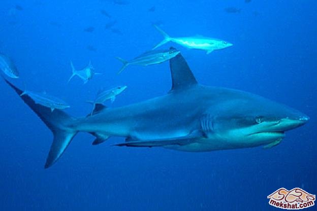 أنواع اسماك القرش Mk77615_uw_galapagos-shark1