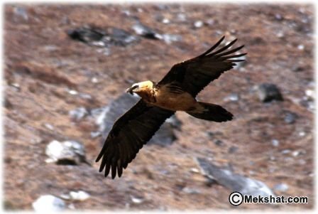 معلومـآإت عن النسر Mk89556_bearded%20vulture%202%20m