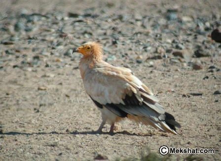 معلومـآإت عن النسر Mk89556_egyptian%20vulture%203%20m