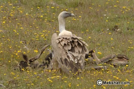 النسر, معلومات عن النسر , انواع النسور, النسر المصرى   Mk89556_griffon%20vulture%203%20m