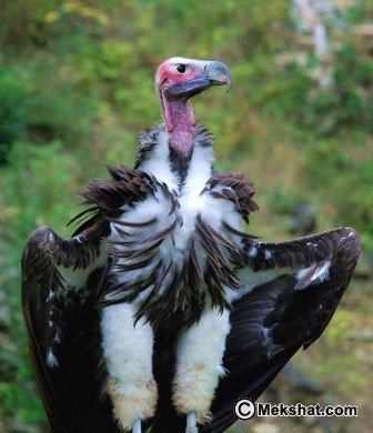 النسر, معلومات عن النسر , انواع النسور, النسر المصرى   Mk89556_lappet-faced%20vulture%202%20m