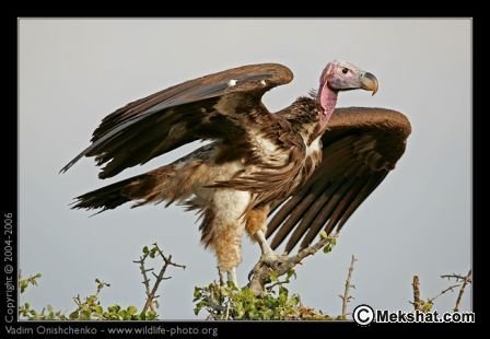 معلومـآإت عن النسر Mk89556_lappet-faced%20vulture%203%20m