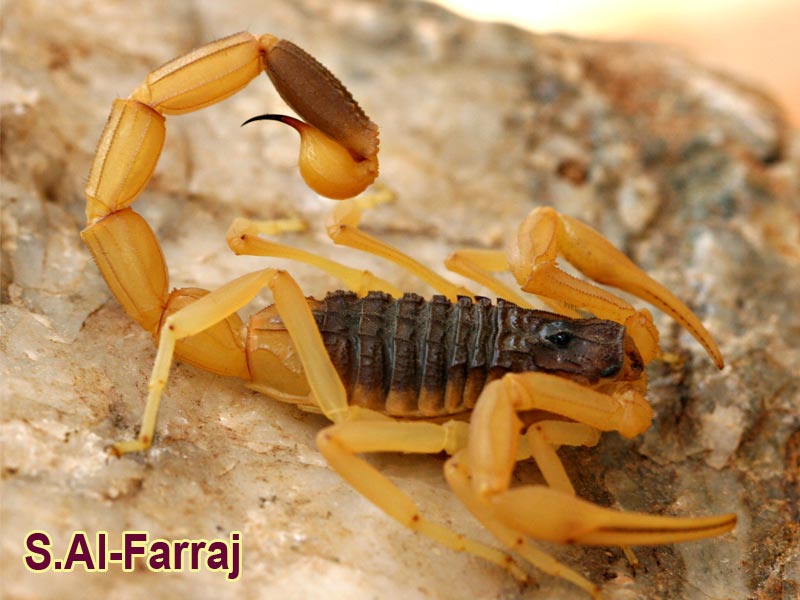 Scorpion Mk60581_liurus1