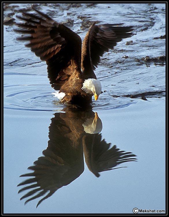 صور يصعب التقاطها مرى اخرى ْْْ ( نادرة ) ْْ صور اللحظة ْْْ Mk106227_05