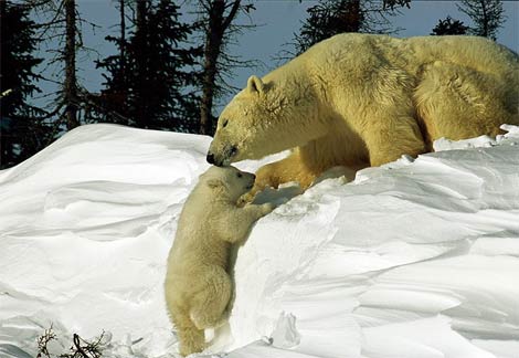 موسوعة عالم الحيوان Mk62601_polar-bear-coaxing-baby