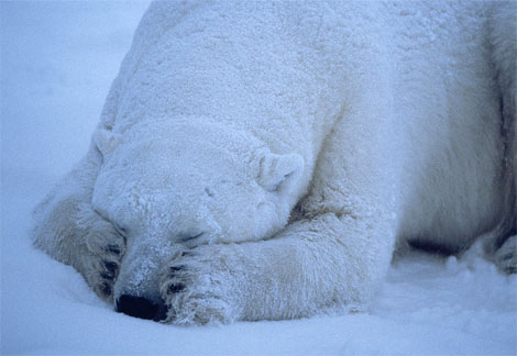 موسوعة عالم الحيوان Mk62601_polar-bear-sleeping