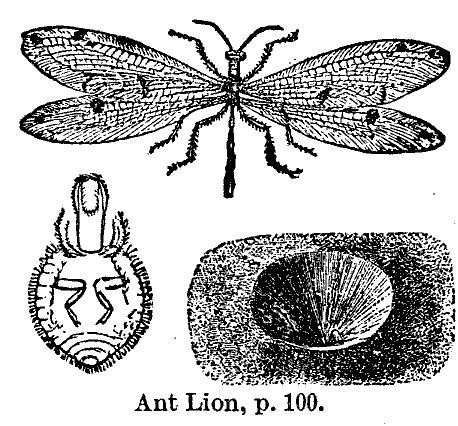 Ant Lion ... أسد النمل>>>> بعد التعديل Mk27258_v21-24