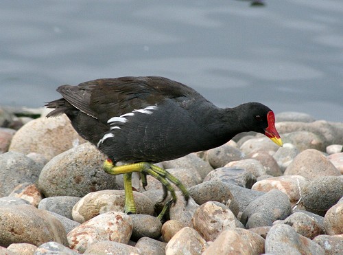 طيور الشاطىء واجمل الصور Mk140884_moorhen-1