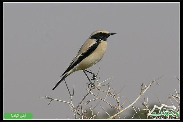 طيوررررر برية Birds03