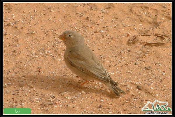 طيوررررر برية Birds06