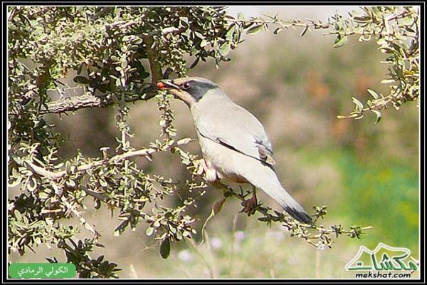 طيوررررر برية Birds07