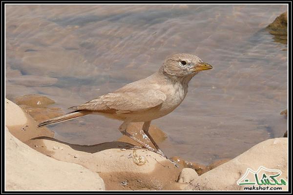 طيوررررر برية Birds08