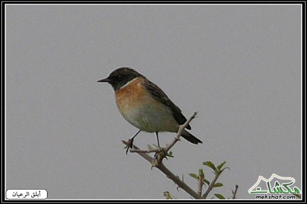 طيوررررر برية Birds09