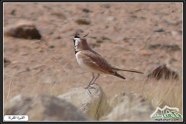 طيوررررر برية Birds13