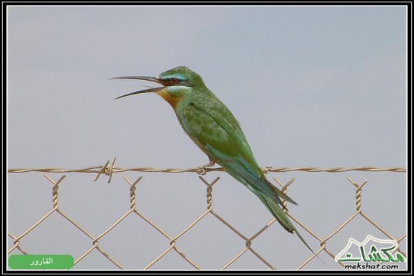 طيوررررر برية Birds15