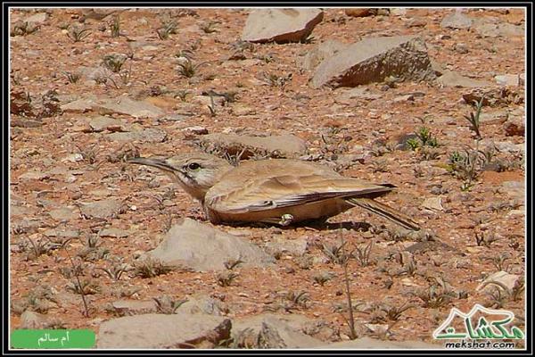 طيوررررر برية Birds18