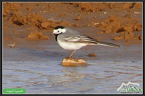 طيوررررر برية Birds19