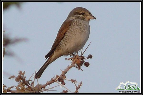 طيوررررر برية Birds20