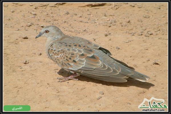 طيوررررر برية Birds21