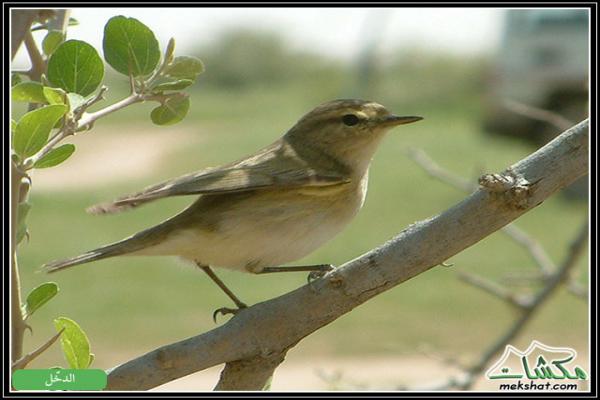 طيوررررر برية Birds22