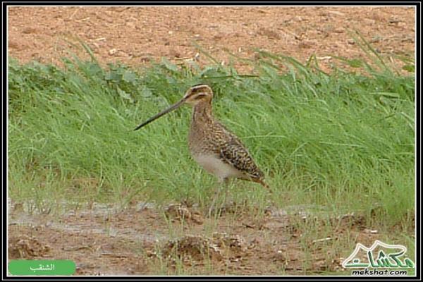 طيوررررر برية - صفحة 2 Birds23