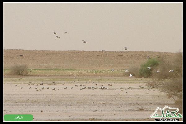 طيوررررر برية - صفحة 2 Birds24