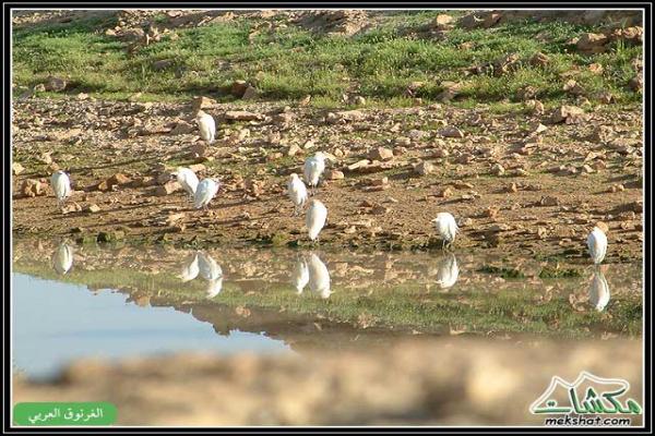 طيوررررر برية Birds34