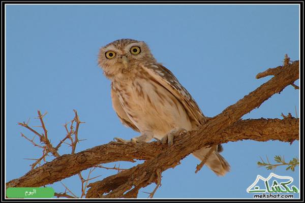 طيوررررر برية Birds35