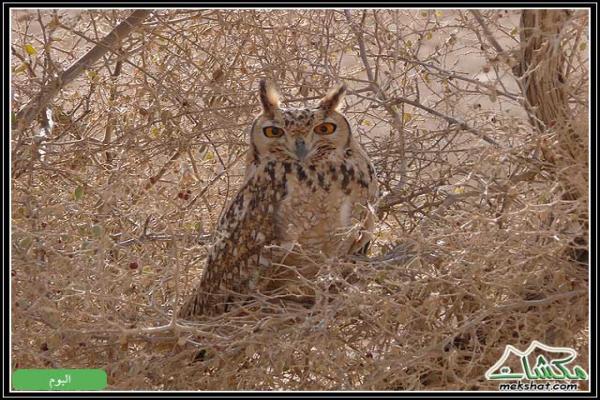 طيوررررر برية - صفحة 2 Birds38