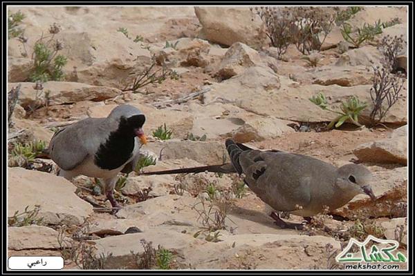 طيوررررر برية - صفحة 2 Birds39