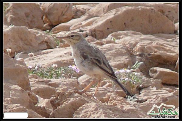 طيوررررر برية - صفحة 2 Birds40