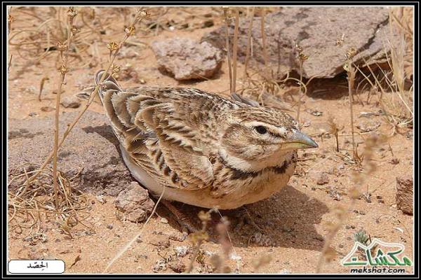 طيوررررر برية - صفحة 2 Birds42