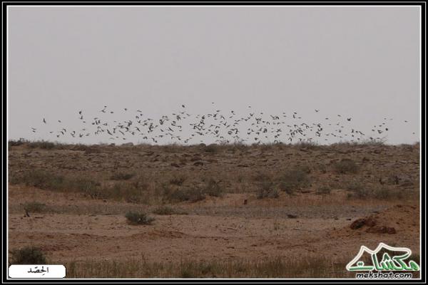 طيوررررر برية - صفحة 2 Birds43