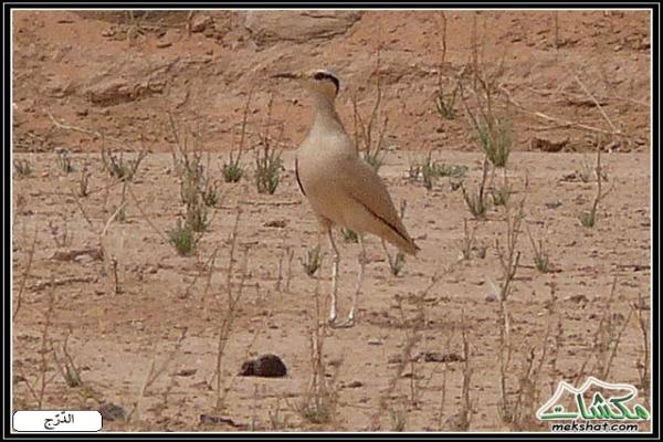 طيوررررر برية - صفحة 2 Birds44